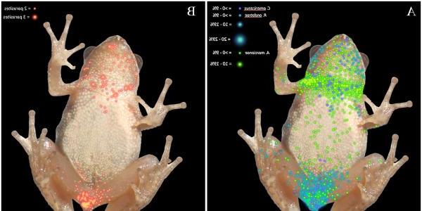 Heatmap showing frog infected with trematodes