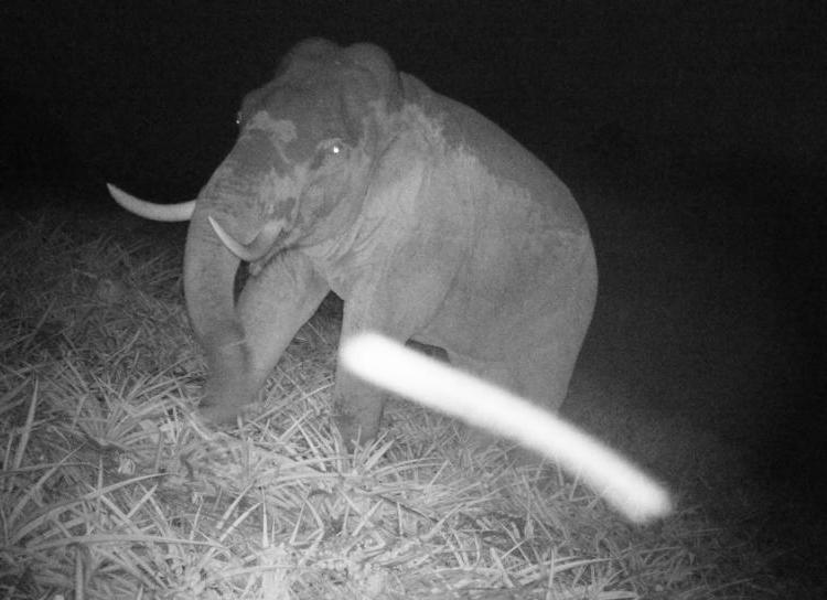 elephant in pineapple field at night