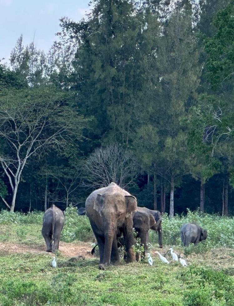 Elephants in Kui Buri National Park