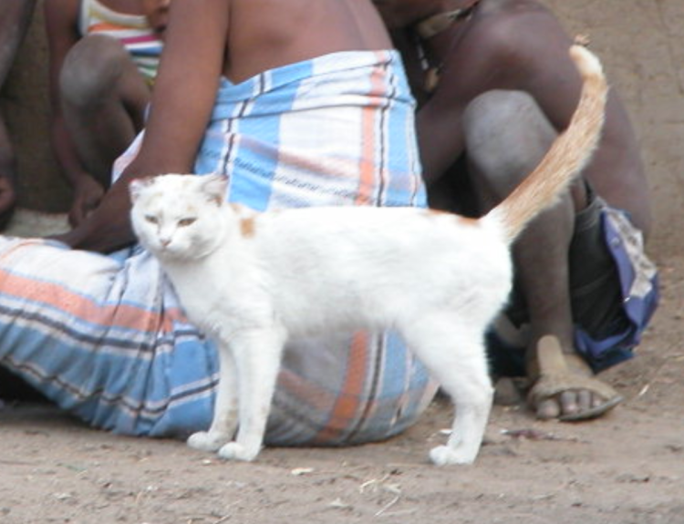 村子里的猫