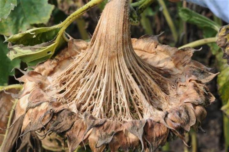 white mold on sunflower head