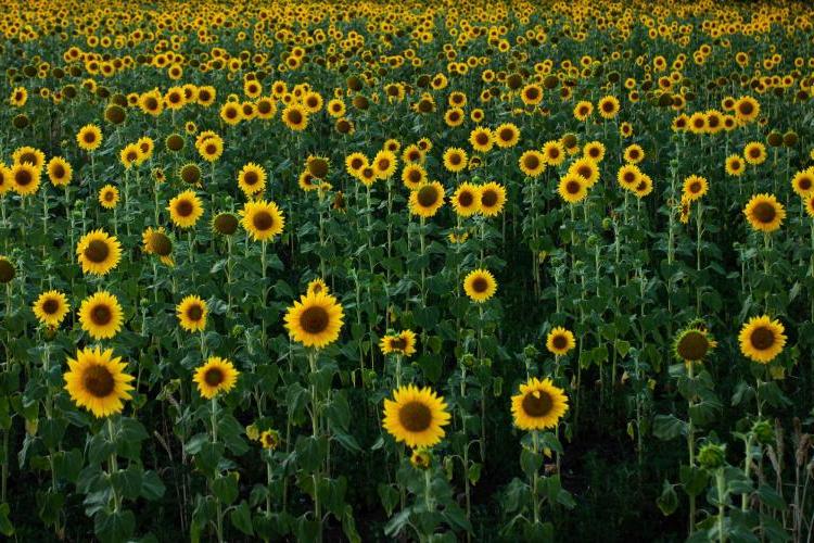 field of yellow sunflowers