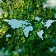 Looking down at a forest that has a cut out in the shape of the continents