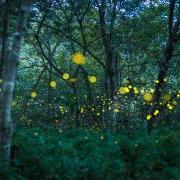 Fireflies in the forest