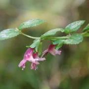 A type of mint plant in bloom