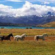 Horses running in Patagonian field by lake