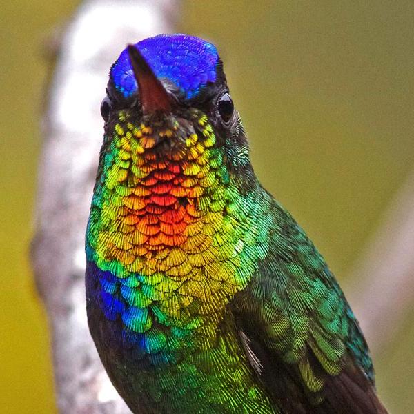 hummingbird showing brightly colored feathers in certain light