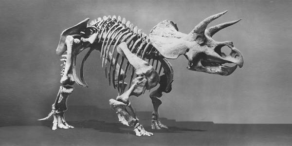 Historic photo of Triceratops cast while in Smithsonian collection