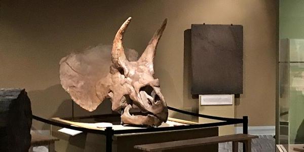 Former Triceratops skull in Paleontology Hall