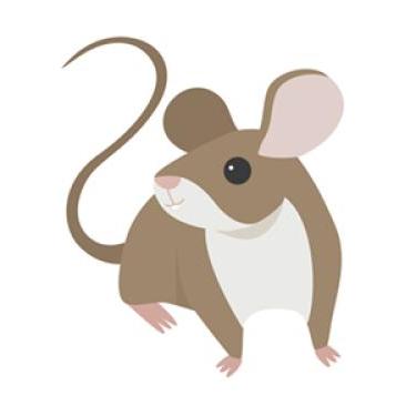 illustrated mouse