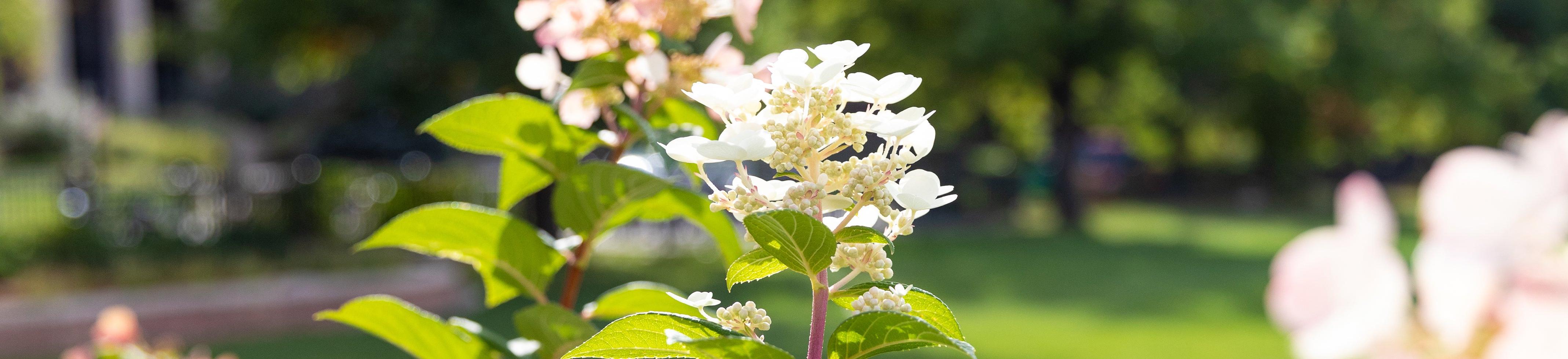 Flowers on campus