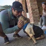 Student kissing bulldog on campus