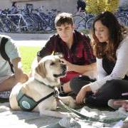 学生在校园里抚摸一只治疗犬