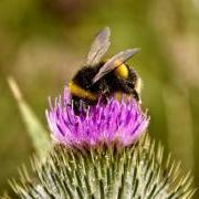 A bumblebee on a flower