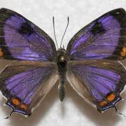 a purple butterfly